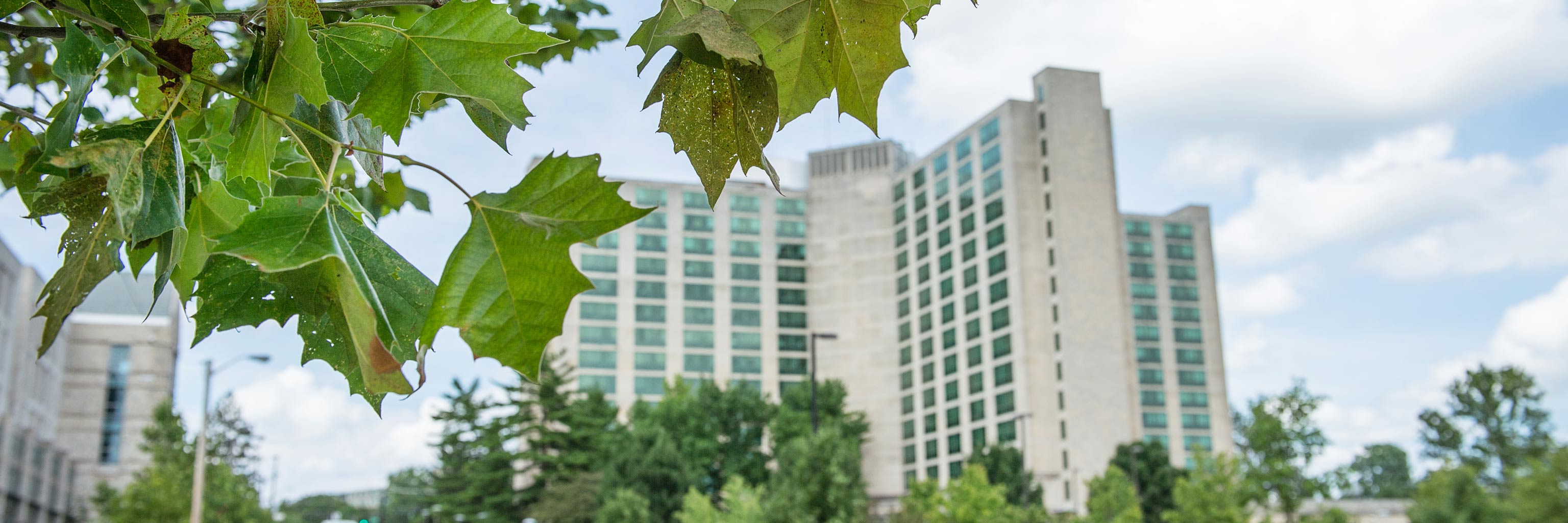 tree leaves with Eigenmann Hall in the background